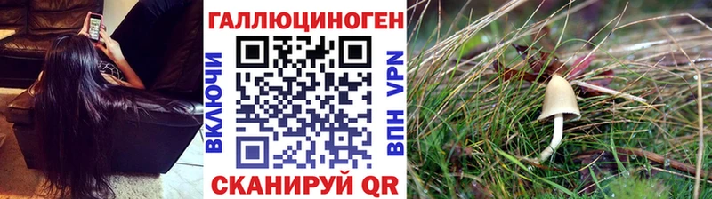 площадка телеграм  Александровское  Псилоцибиновые грибы Psilocybine cubensis 